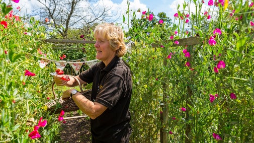 Gardener picking pink sweetpeas